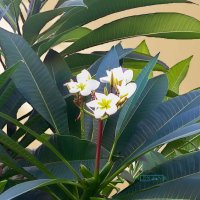 Плюмерия. :: Argaman Табашник