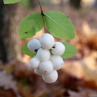 О снежноягоднике... :: Андрей Заломленков