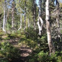 Бежит,торопится лесная тропинка :: Владимир Кириченко