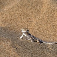 Гекон :: Андрей Щукин