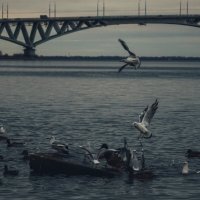 Птицы.. это стремление ввысь и свобода. :: Сергей В Птицы.. это стремление ввысь и свобода. :: Сергей В