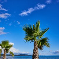 пальмы и море :: Александр Леонов
