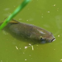 ..    из глубины  пруда на меня удивлённо таращилась рыба... :: galalog galalog