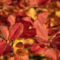 Отгорели, отпылали краски осени. :: Лилия * Отгорели, отпылали краски осени. :: Лилия *