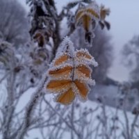 Шиповник :: Сапсан 