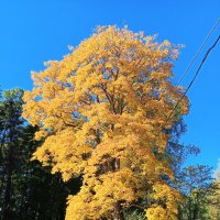 Осень :: Сапсан 