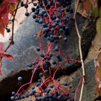 *** :: Павленко Михаил 