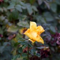 *** :: Павленко Михаил 