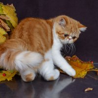 Oсень, рыжая подружка, в гости к нам пришла. :: Светлана Ищенко