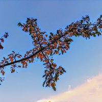 Ветка декоративной яблони недзвецкого :: Veera V