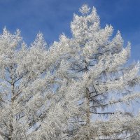 *** :: Виктор Иванович Чернюк