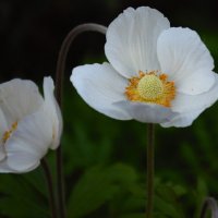 Ноябринки :: Юрий Полторыхин.