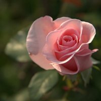 Розы, ах розы! :: Любовь Сахарова