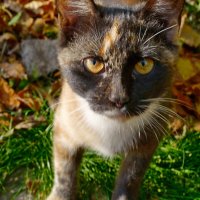 Кошка :: Александр Лычагин Кошка :: Александр Лычагин