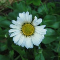 Ноябрьская маргаритка :: Людмила Смородинская Ноябрьская маргаритка :: Людмила Смородинская