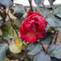 Конец ноября :: Валерий Иванович