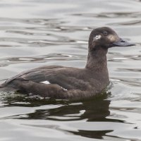 турпан. :: юрий макаров