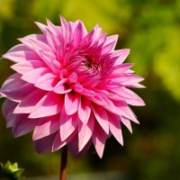 Цветы ушедшего лета :: Юрий. Шмаков