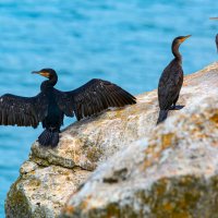 бакланы :: Виталий Емельянов