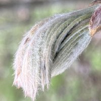 Рябина :: Ольга Савельева Рябина :: Ольга Савельева