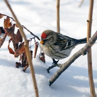 Чечетка :: Сергей Ц