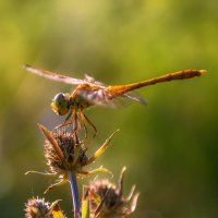Солнечная стрекозка :: Наталья Димова