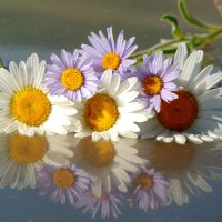 Знакомые с детства, родные ромашки… :: nadyasilyuk Вознюк Знакомые с детства, родные ромашки… :: nadyasilyuk Вознюк