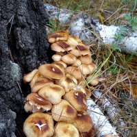 У пенёчка. :: nadyasilyuk Вознюк