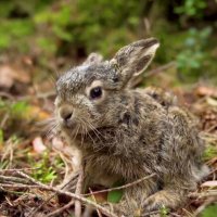 Из  Серии __В заповедных  Лесах  __ A keepsake photo ((.... фото на память )) :: Игорь Пляскин
