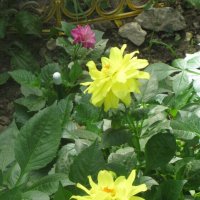 Георгина Гэллери Сезанн :: Дмитрий Никитин