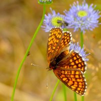 опять про бабочек...119 :: Александр Прокудин