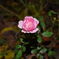 Ноябрьская роза... :: Константин Штарк