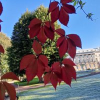 Девичий виноград :: Сапсан 