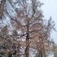 Осень :: Сапсан Осень :: Сапсан