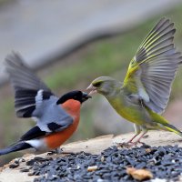 На кормушке :: краснов юрий 