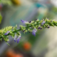 *** :: Виктор Иванович Чернюк