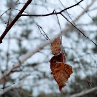 Листик на ветру... :: Андрей Хлопонин