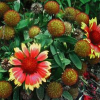 Гайлардия решила ещё порадовать :: Людмила Смородинская