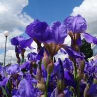 Ирисы :: PRP 