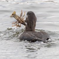 турпан. :: юрий макаров