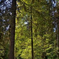 МИХАЙЛОВСКОЕ. :: Виктор Осипчук