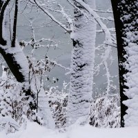 Первый снег :: Рита Симонова