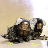 В контактном зоопарке :: Ольга 