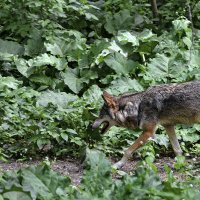 За капустой или за козлами? :: Alexandеr P