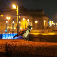 Ворона ранним утром.... :: Олег Загорулько