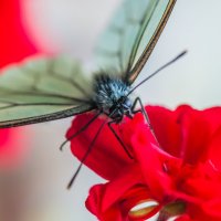 Утреннее опыление :: Олег Загорулько