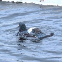 Плыви за мной! :: Ольга Митрофанова