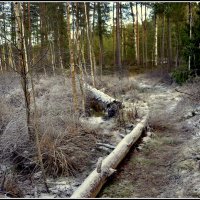 Припорошило :: Aleksandr Gal