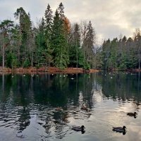 Любимое озеро уток. :: Лия ☼