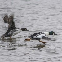 Полундра! Фотограф идет! :: Nik Lovec Полундра! Фотограф идет! :: Nik Lovec